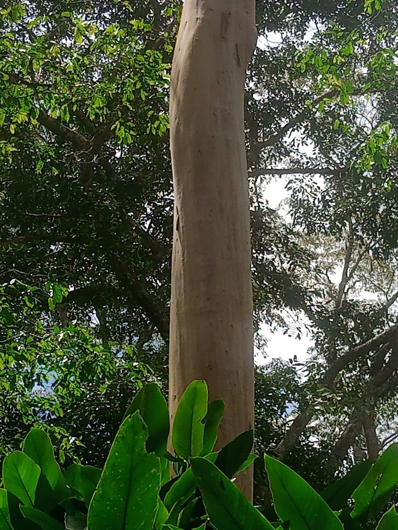 Diospyros whitei photo 5