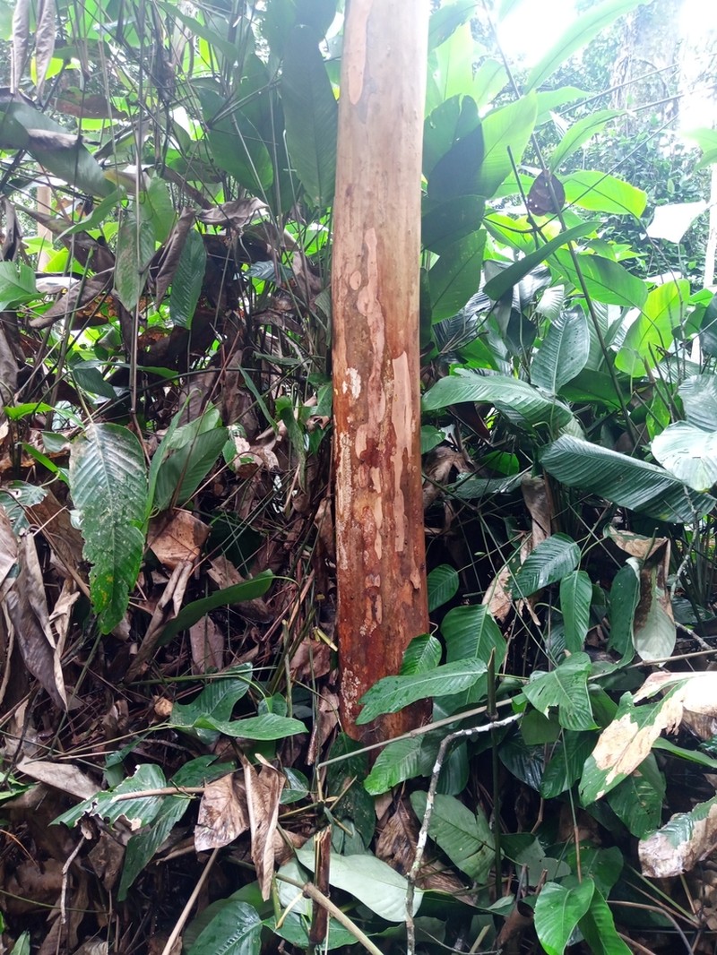 Diospyros whitei photo 6