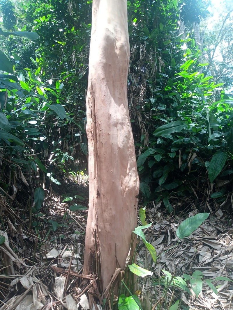 Diospyros whitei photo 7