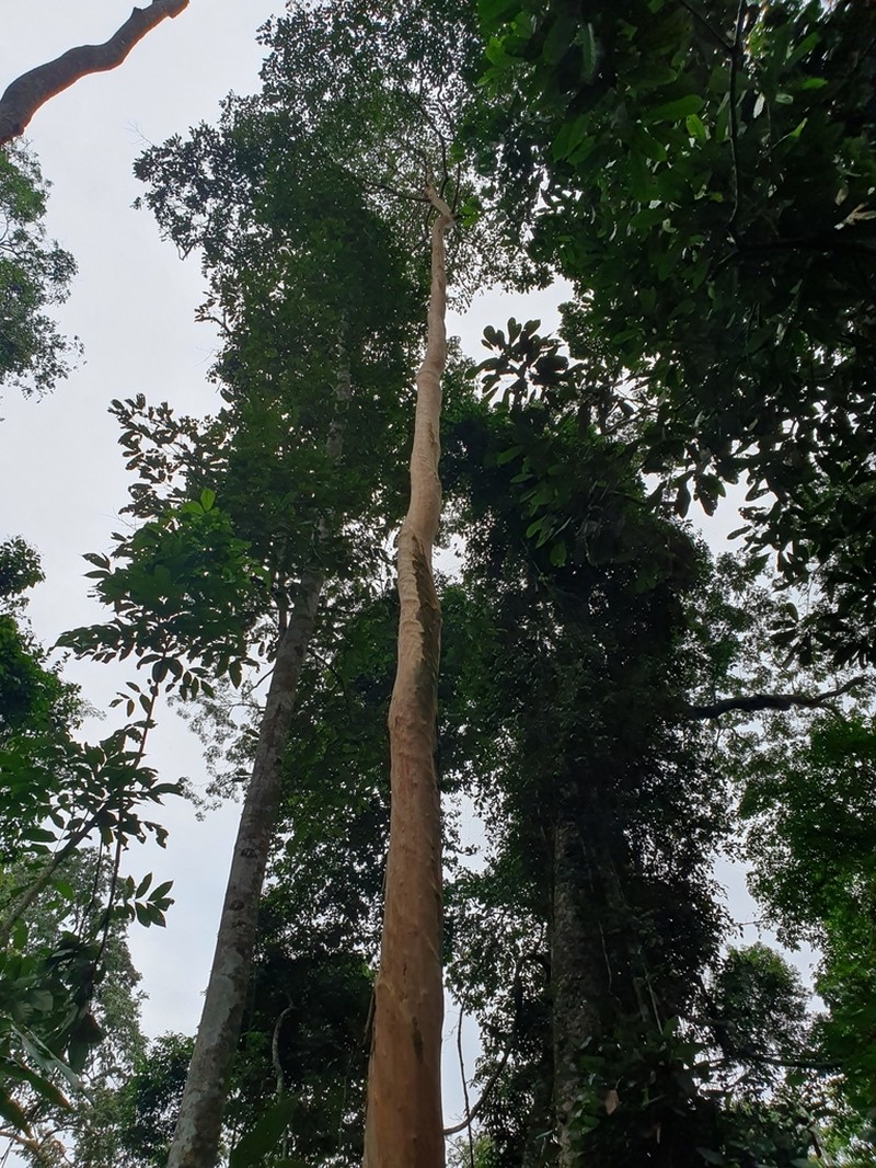 Diospyros whitei photo 8