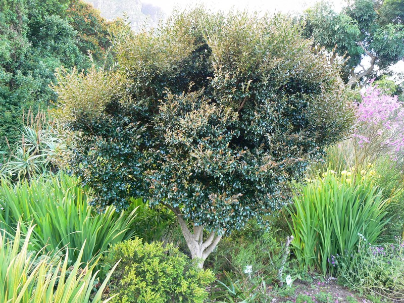 Diospyros whyteana photo 2