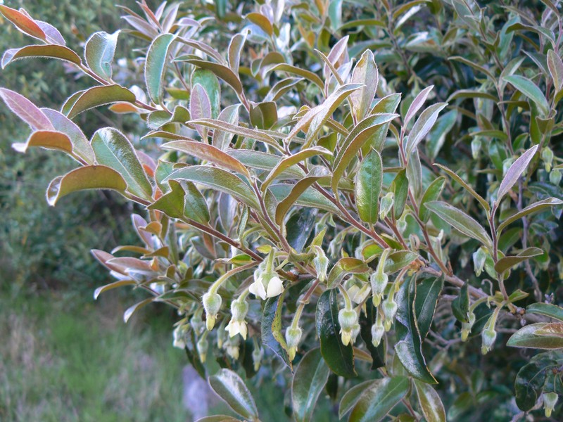 Diospyros whyteana photo 3