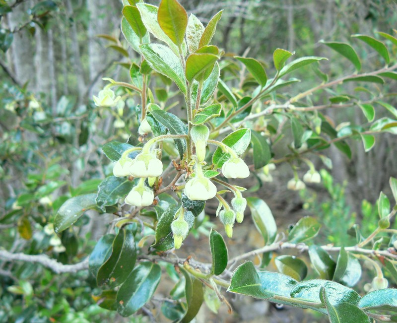 Diospyros whyteana photo 4