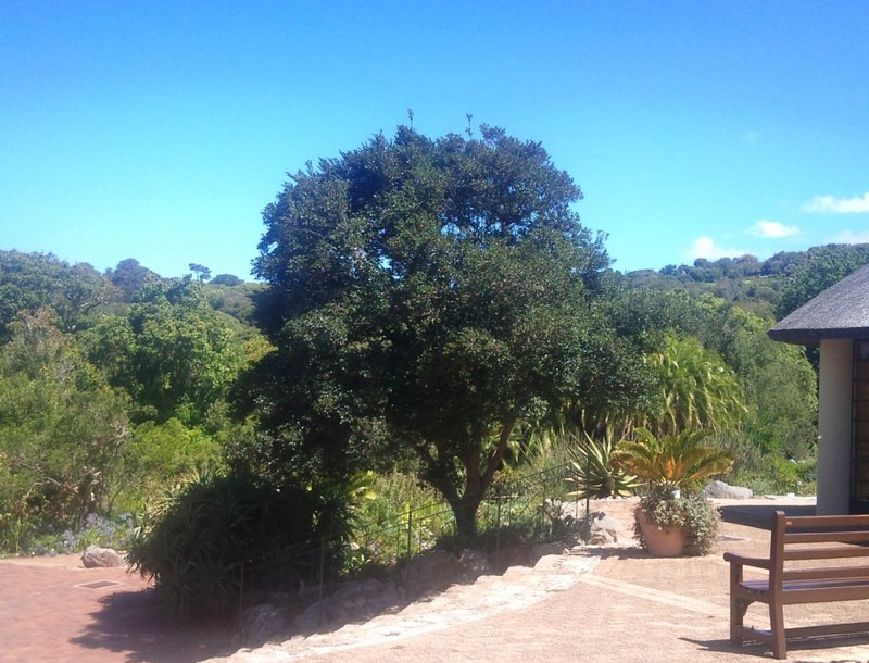 Diospyros whyteana photo 5
