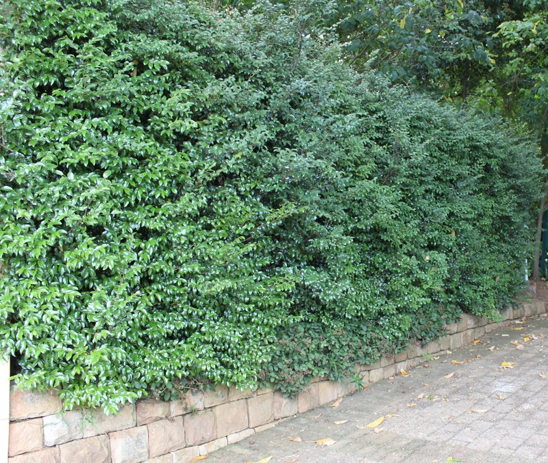 Diospyros whyteana photo 6