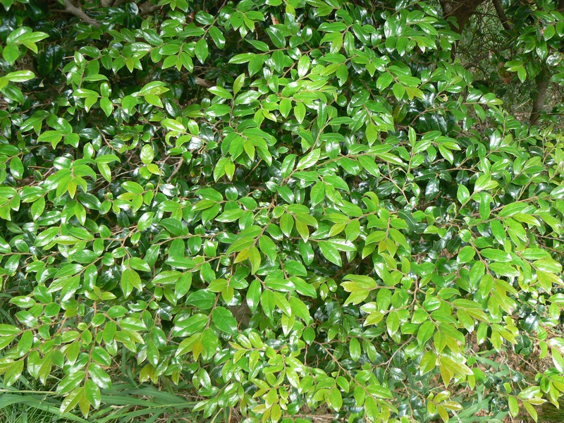 Diospyros whyteana photo 7