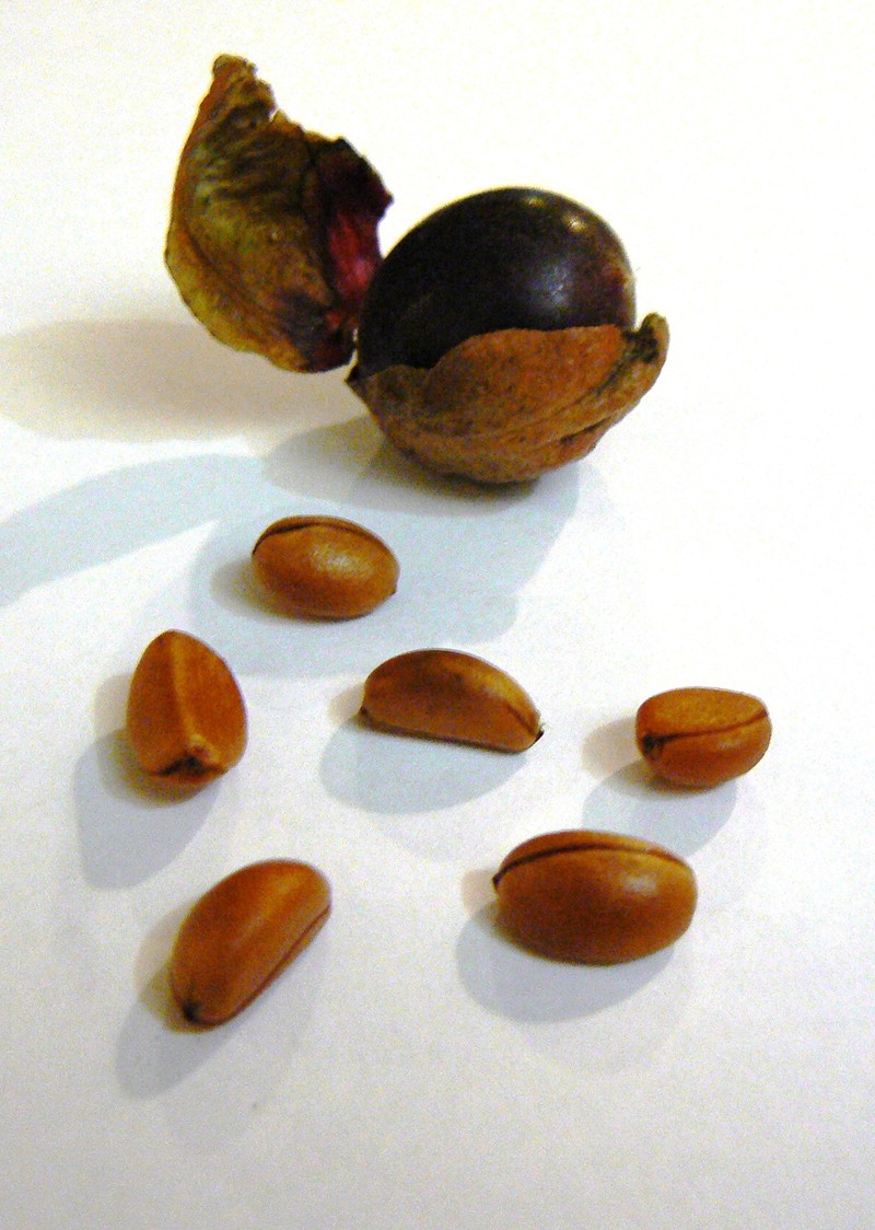 Diospyros whyteana photo 8