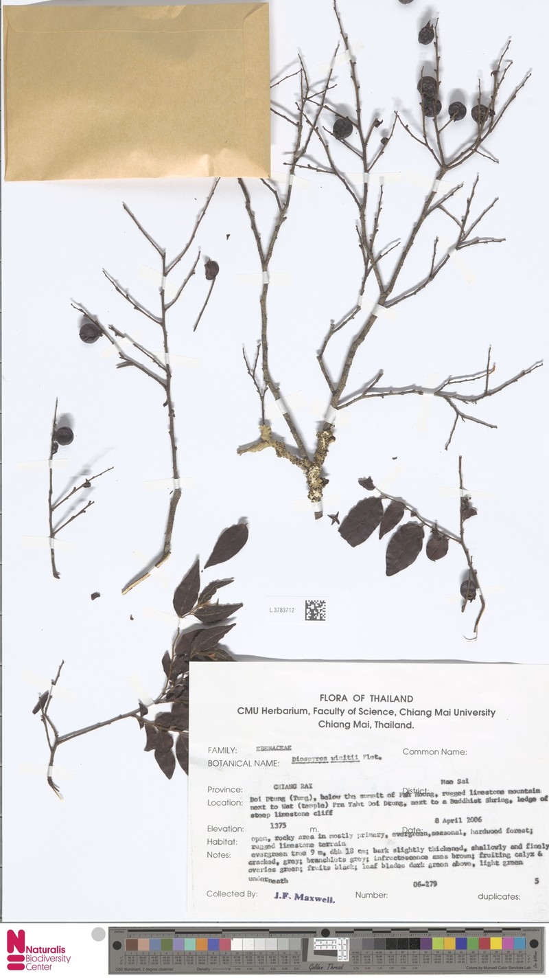 Diospyros winitii