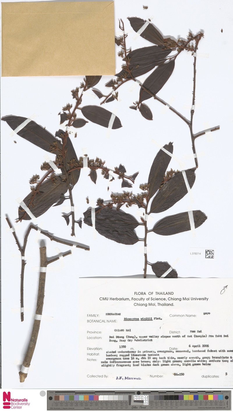 Diospyros winitii photo 2