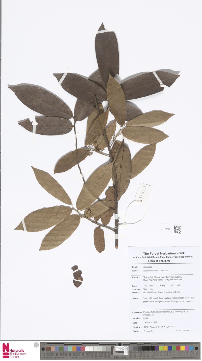 Diospyros winitii photo 3