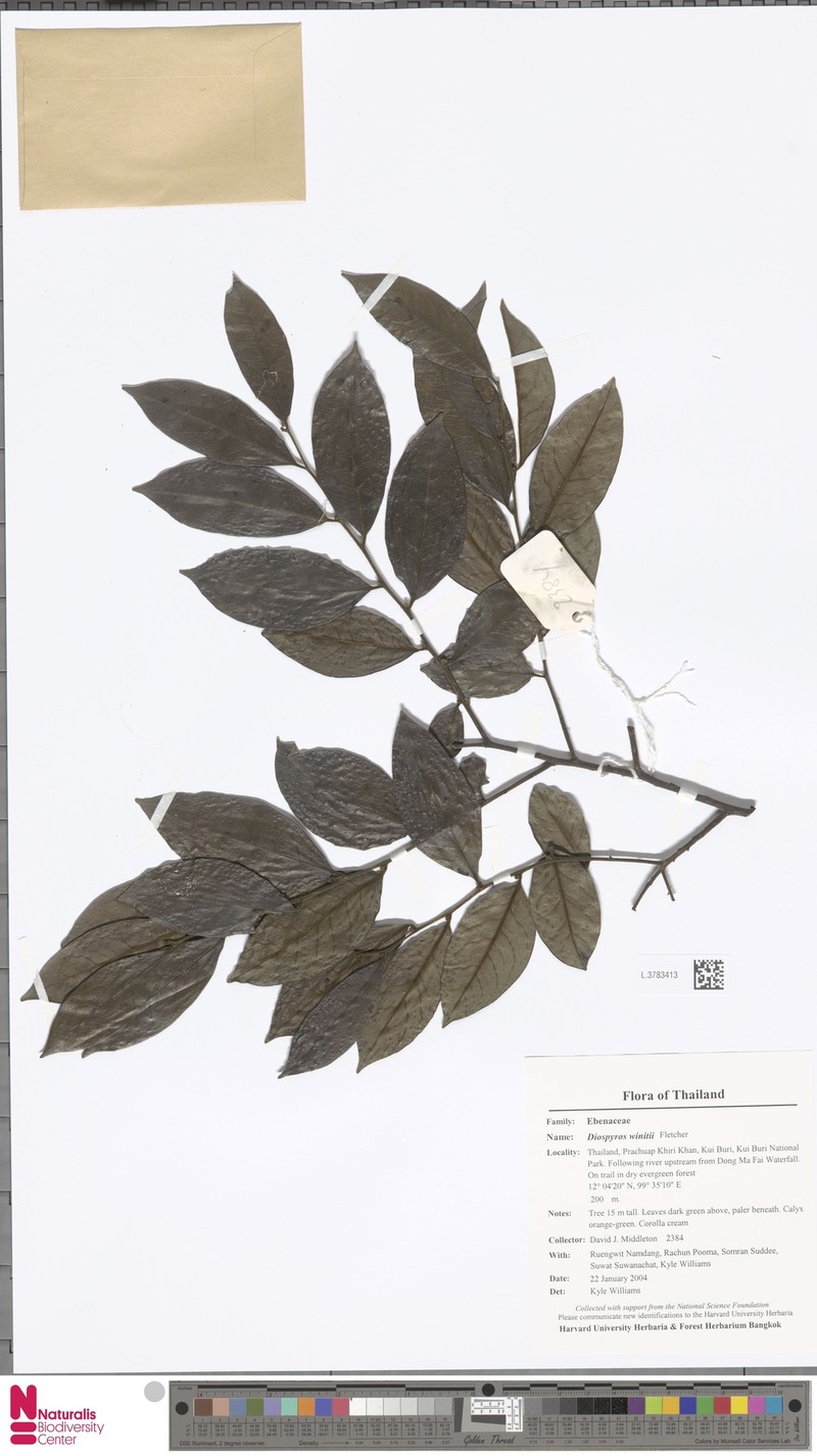Diospyros winitii photo 4