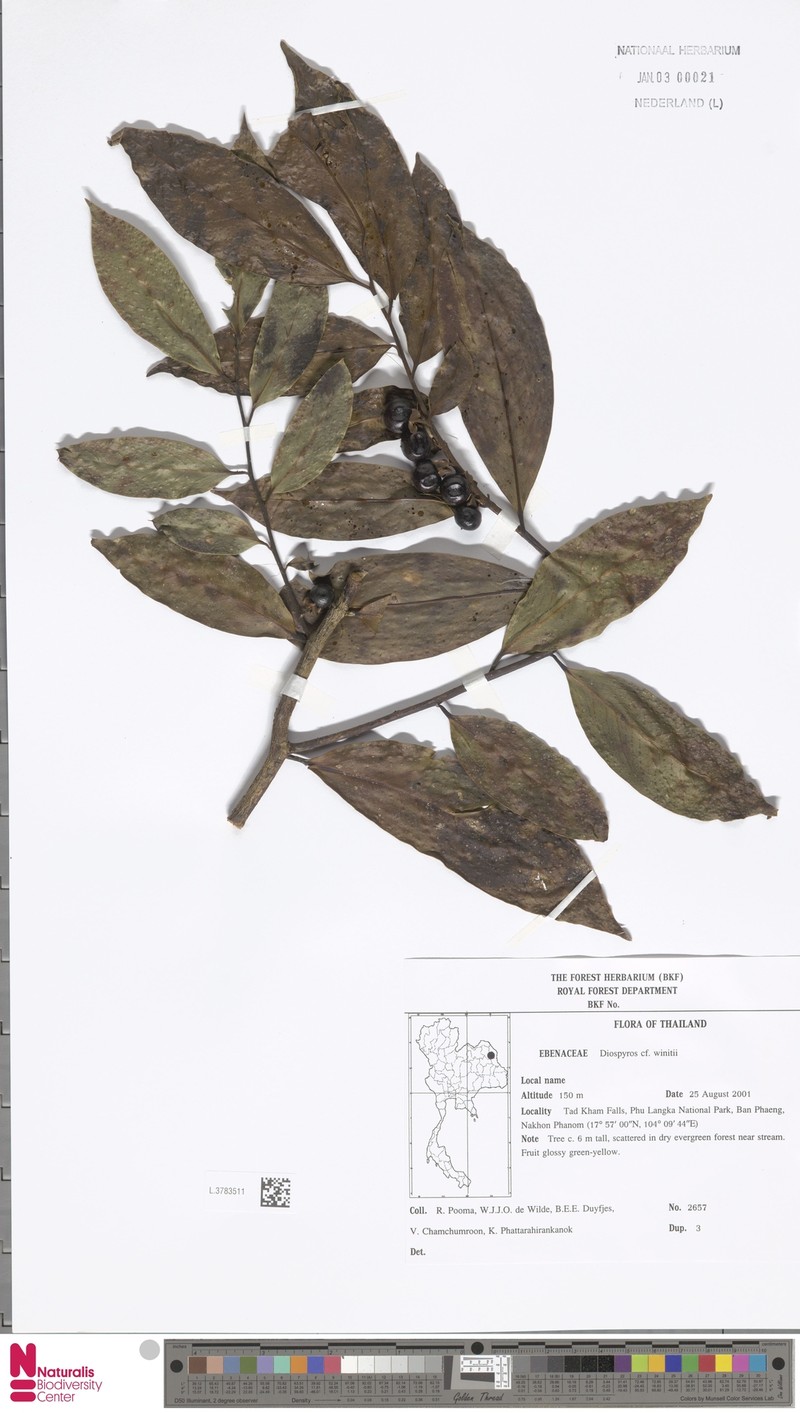 Diospyros winitii photo 5