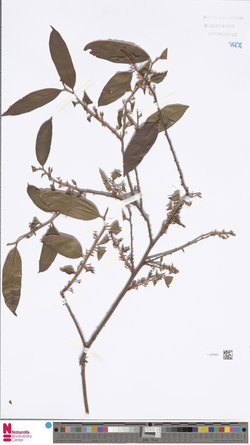 Diospyros winitii photo 6