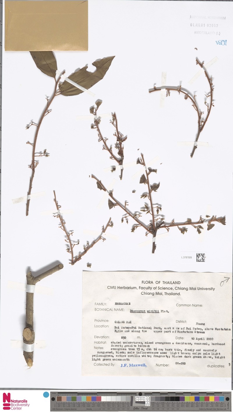 Diospyros winitii photo 7