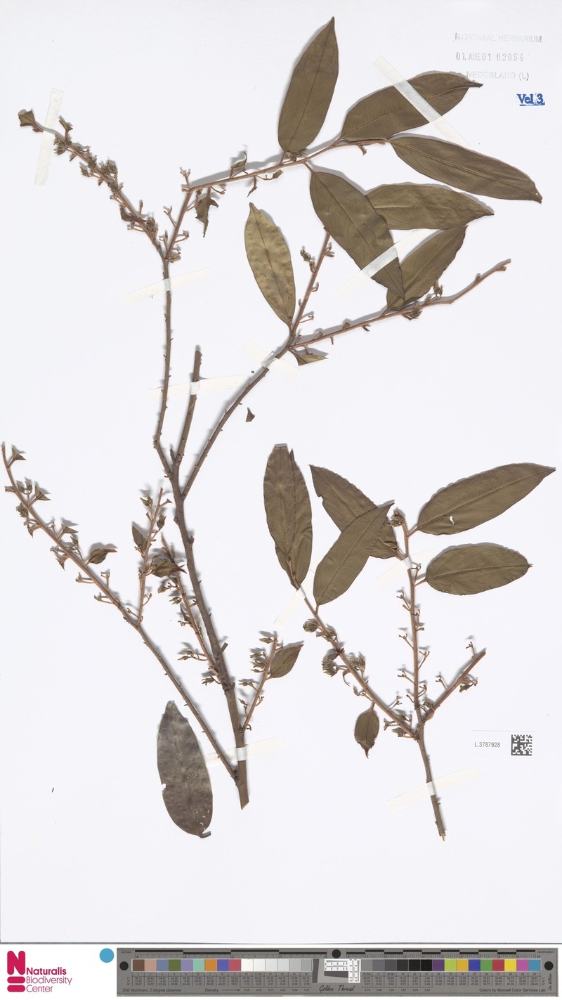 Diospyros winitii photo 8