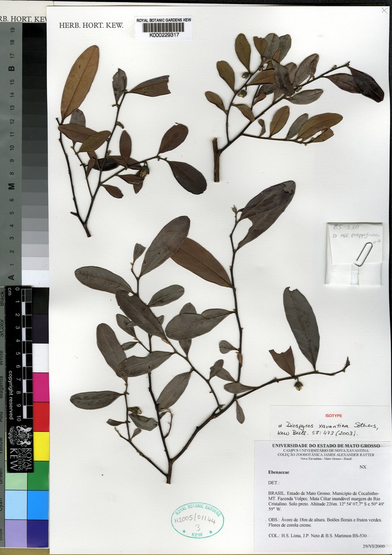 Diospyros xavantina