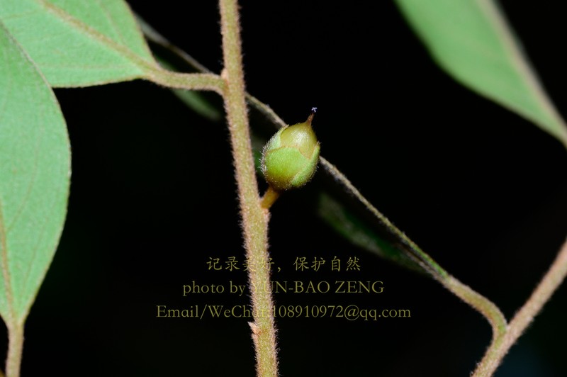 Diospyros xiangguiensis