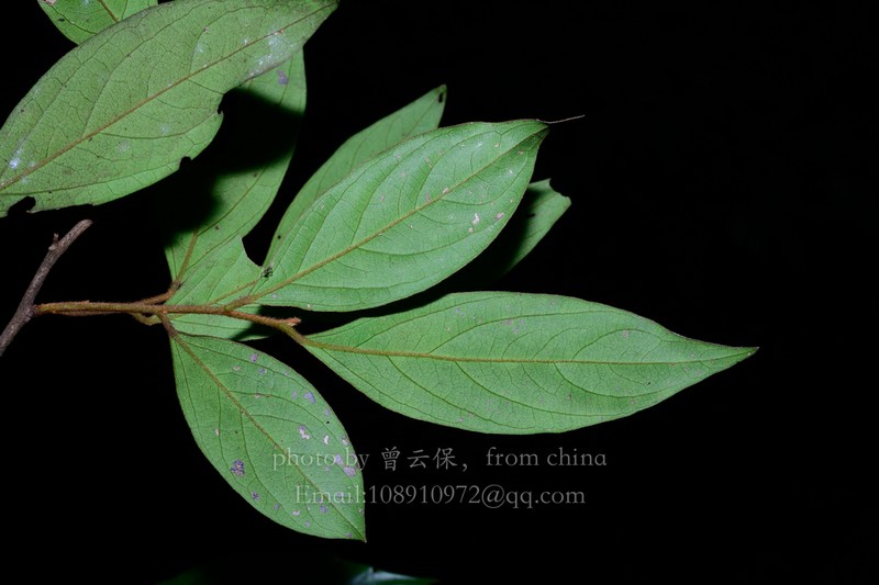 Diospyros xiangguiensis photo 2