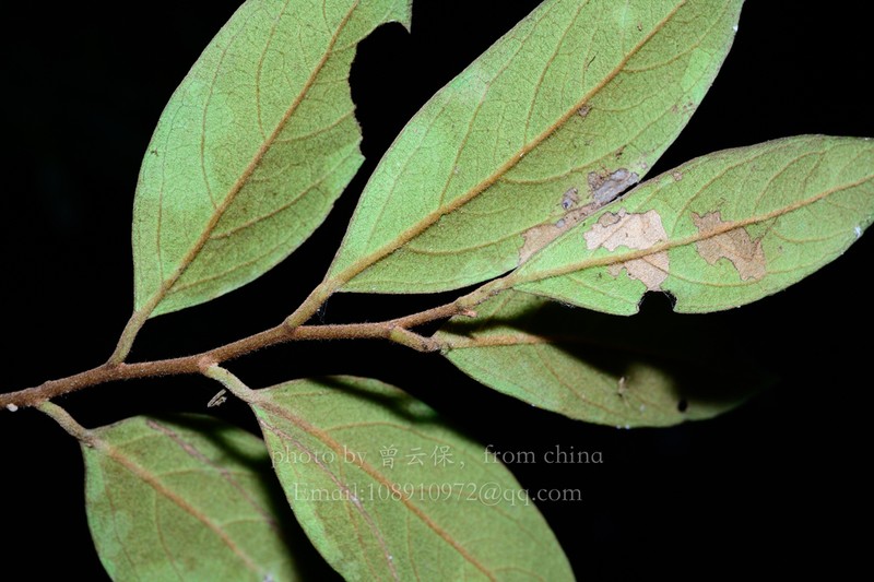 Diospyros xiangguiensis photo 3