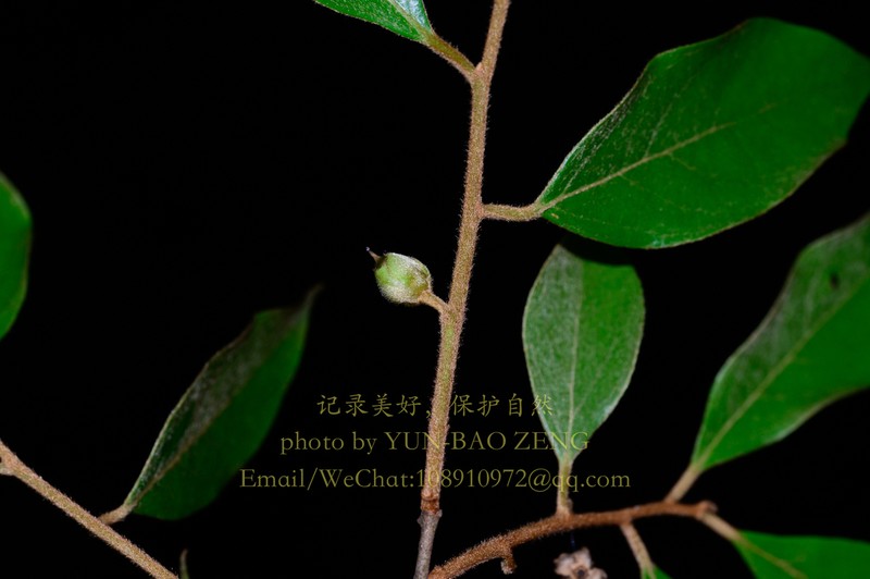 Diospyros xiangguiensis photo 4