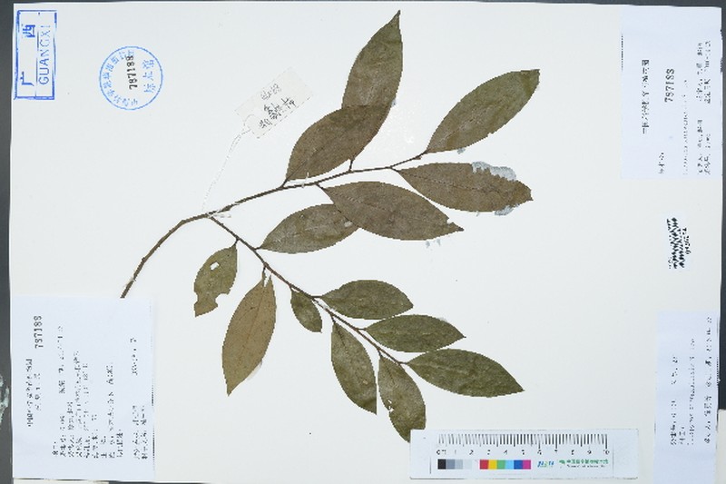Diospyros xiangguiensis photo 5