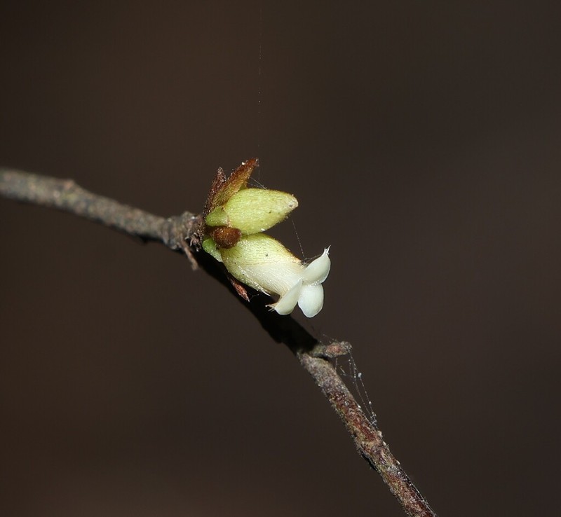 Diospyros yandina