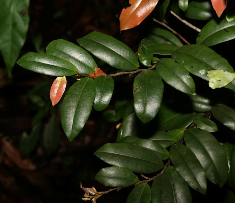 Diospyros yandina photo 2