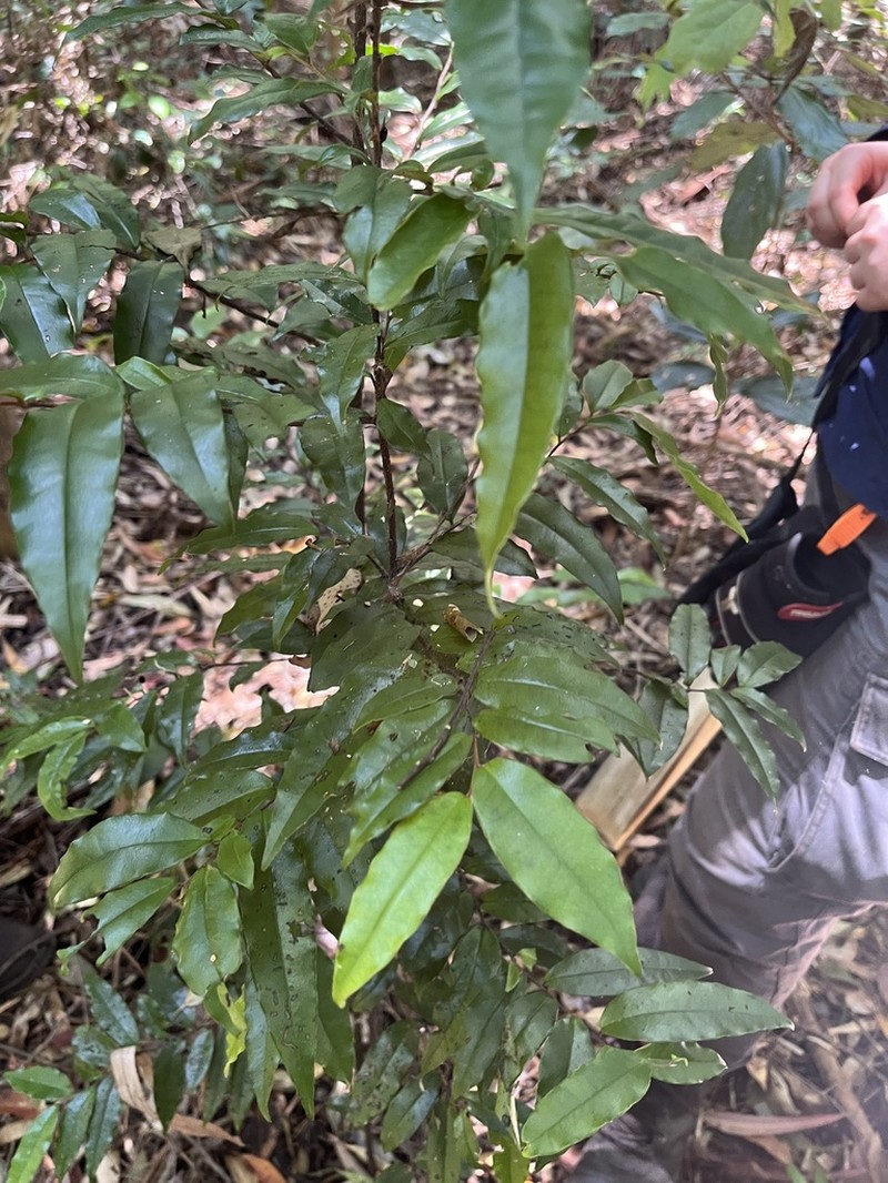 Diospyros yandina photo 3