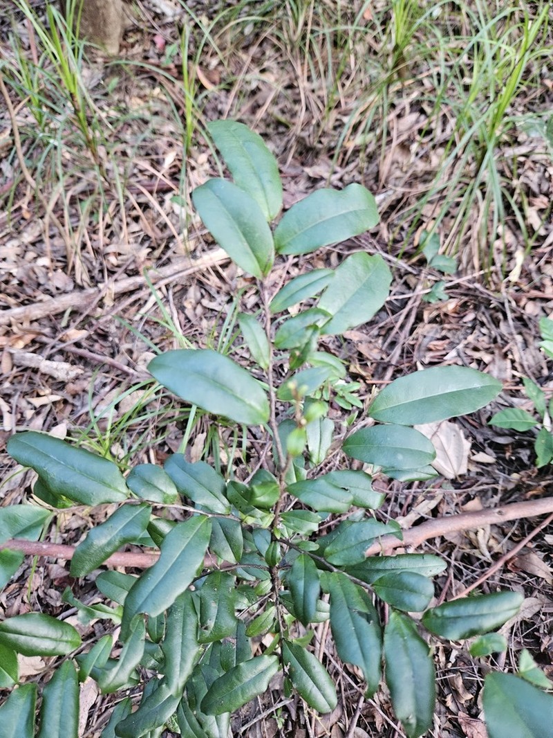 Diospyros yandina photo 4