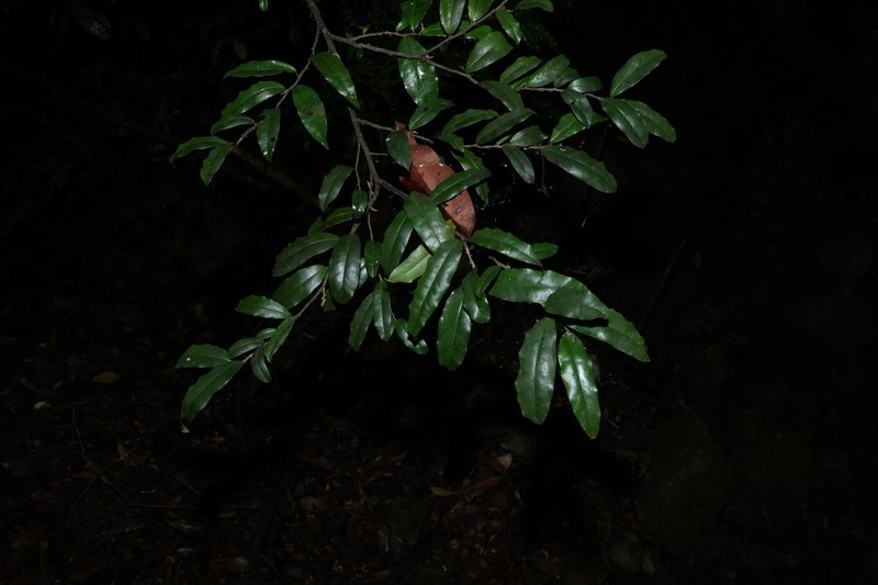 Diospyros yandina photo 5