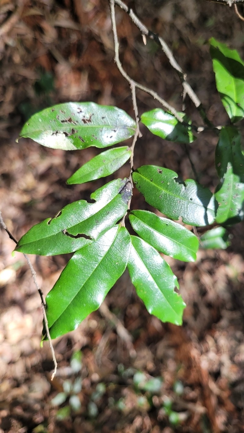 Diospyros yandina photo 6