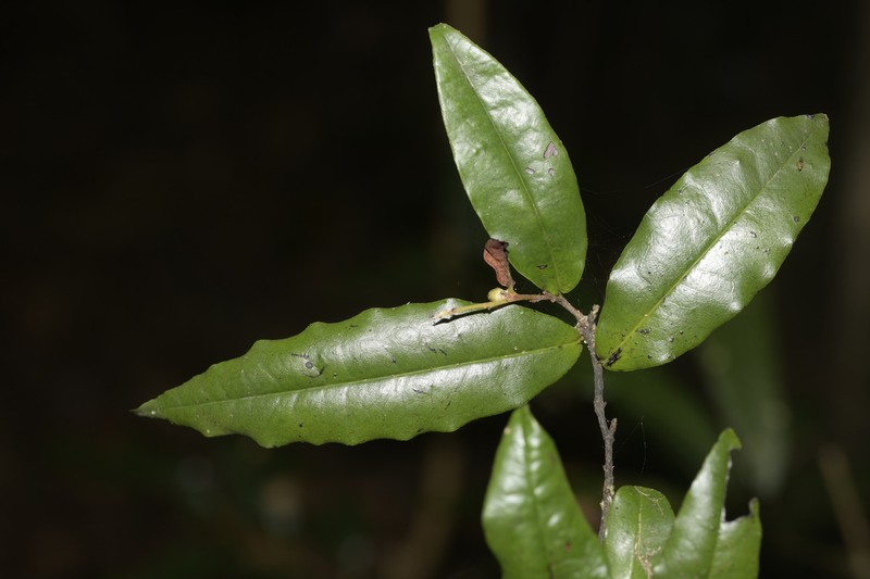 Diospyros yandina photo 7