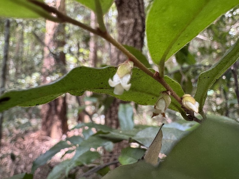 Diospyros yandina photo 8