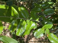 Diospyros yaouhensis