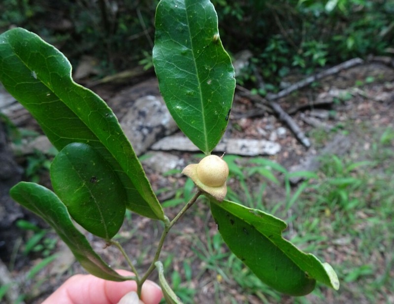 Diospyros yaouhensis photo 2