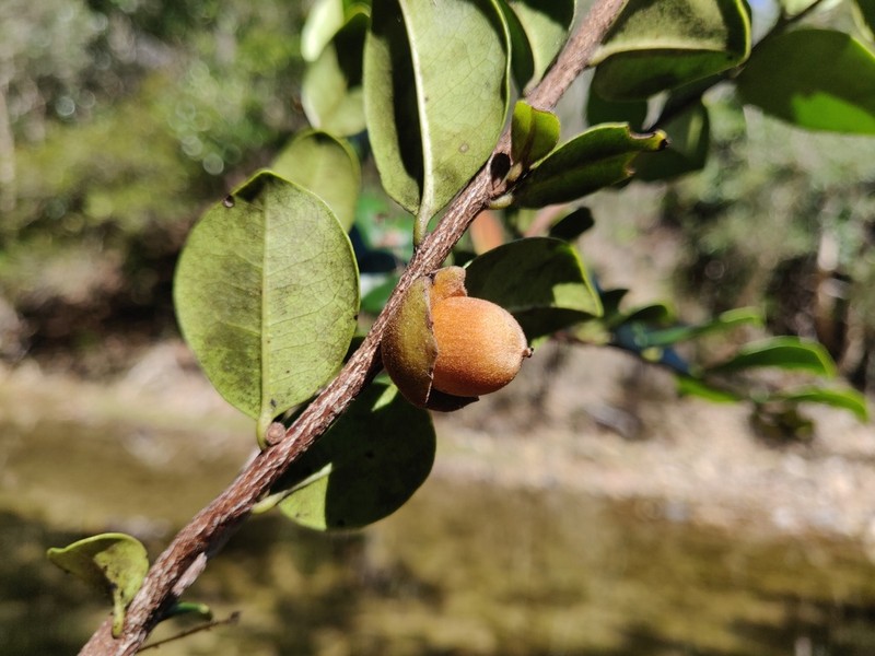 Diospyros yaouhensis photo 3