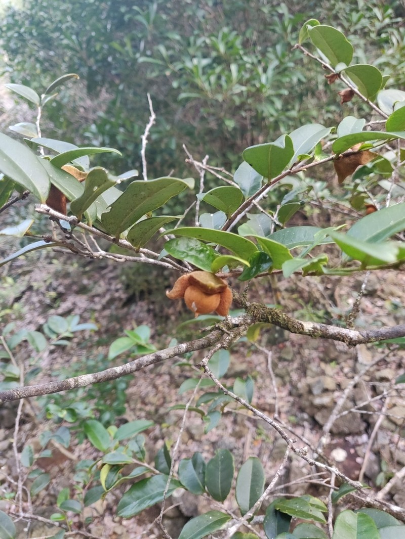 Diospyros yaouhensis photo 4