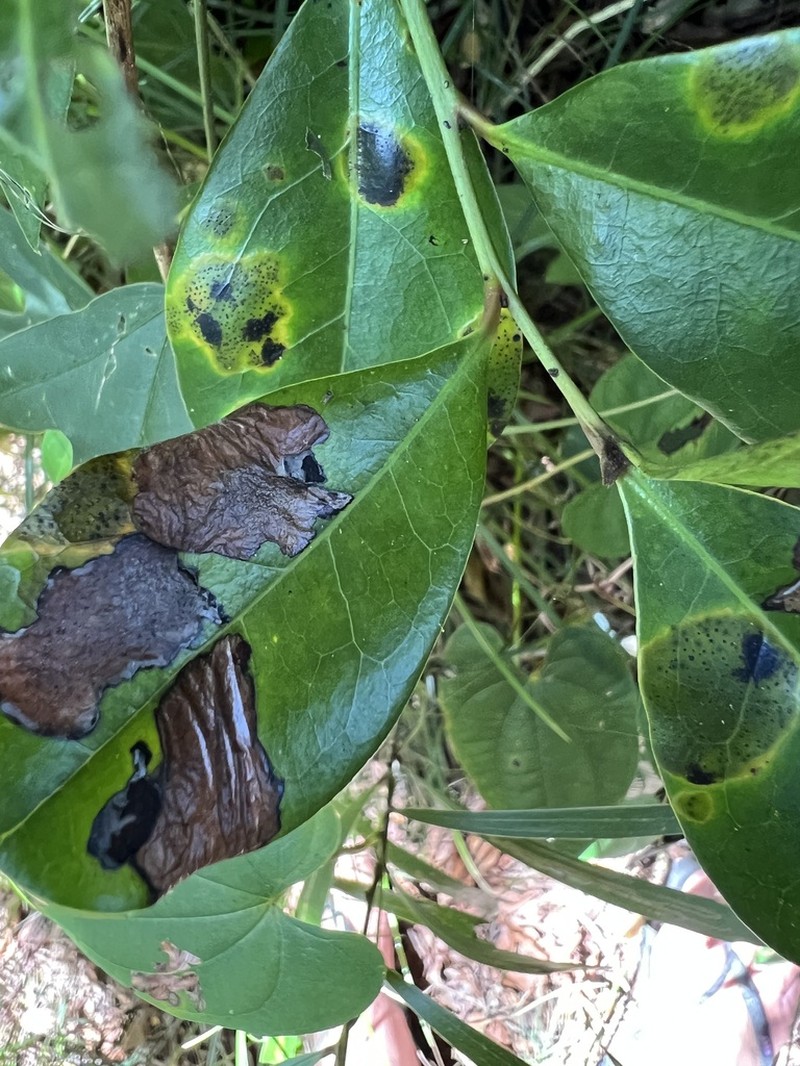 Diospyros yaouhensis photo 5