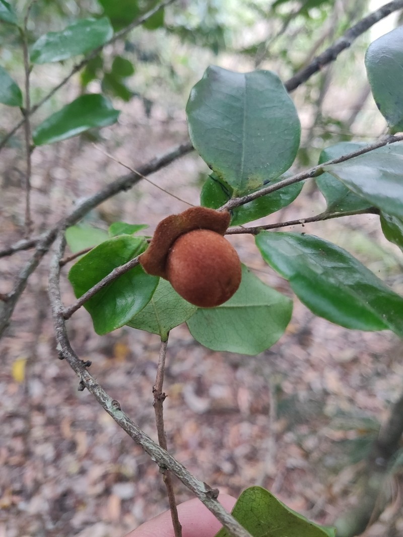 Diospyros yaouhensis photo 6