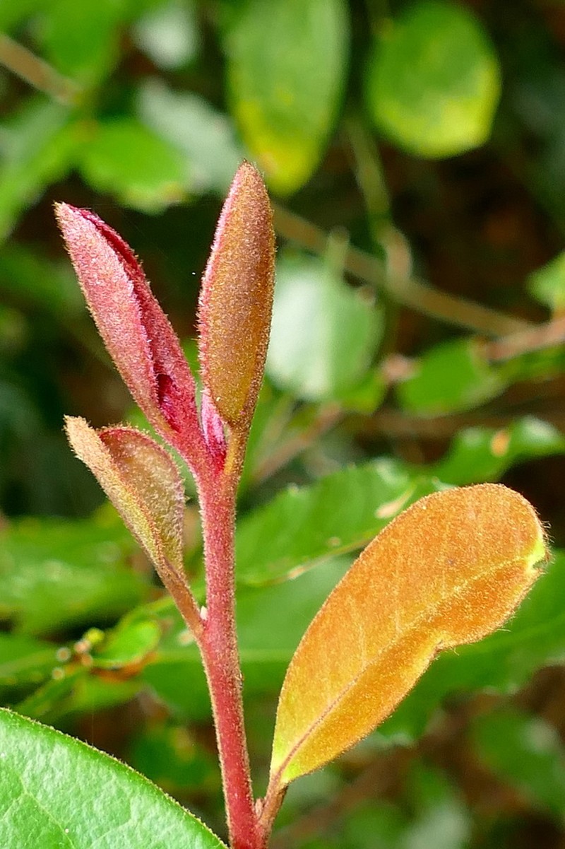 Diospyros yaouhensis photo 7