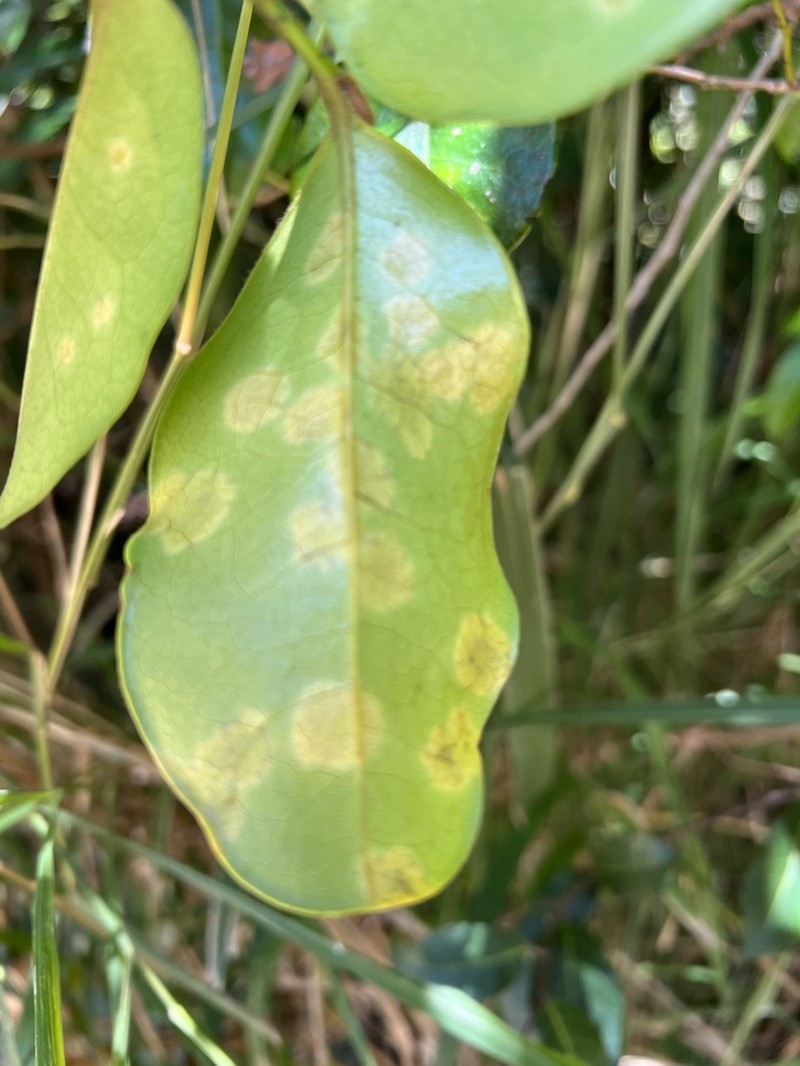 Diospyros yaouhensis photo 8