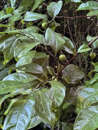 Diospyros yatesiana