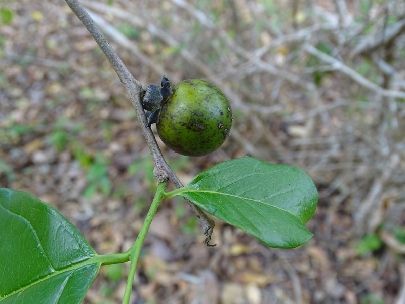 Diospyros yatesiana photo 2