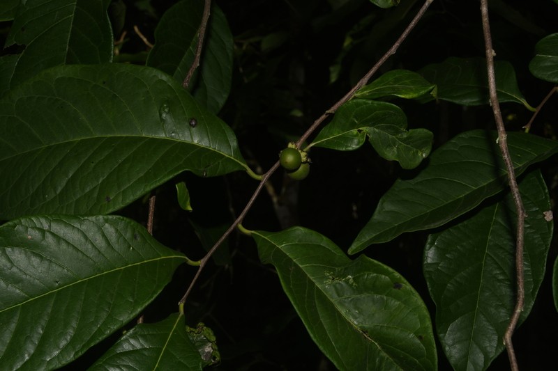 Diospyros yatesiana photo 3