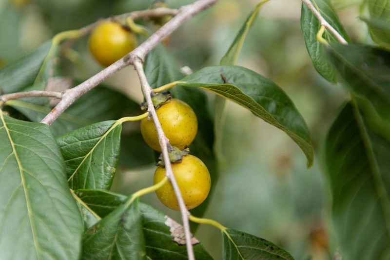 Diospyros yatesiana photo 4