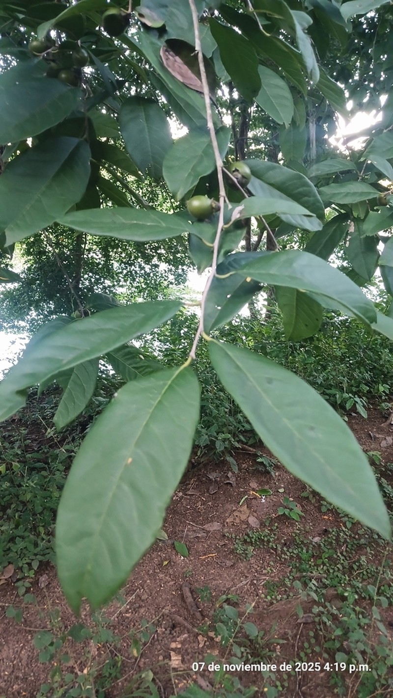 Diospyros yatesiana photo 5