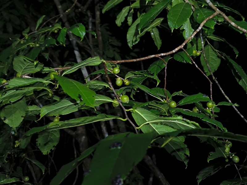 Diospyros yatesiana photo 6