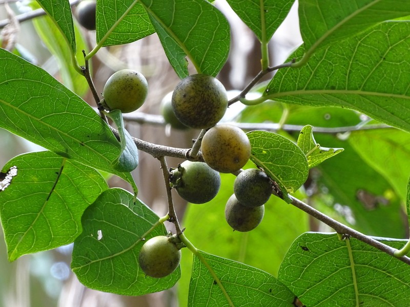 Diospyros yatesiana photo 7