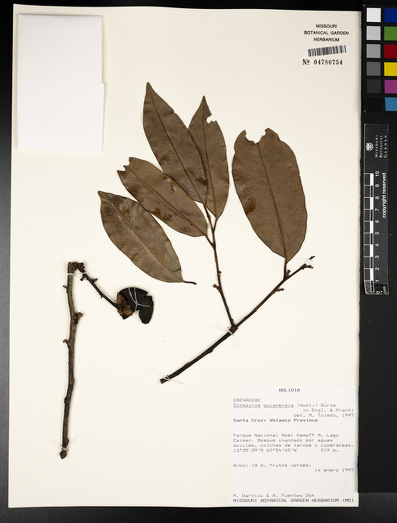 Diospyros yomomo