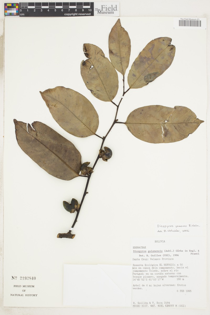 Diospyros yomomo photo 2